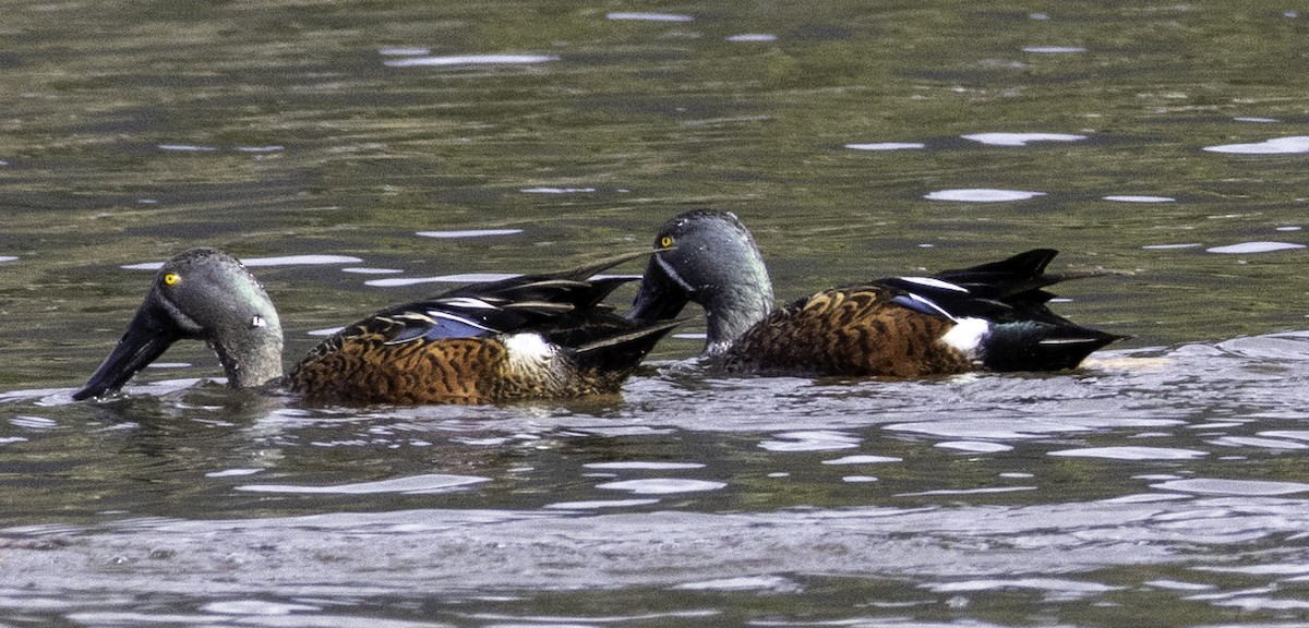 Australasian Shoveler - ML643261970