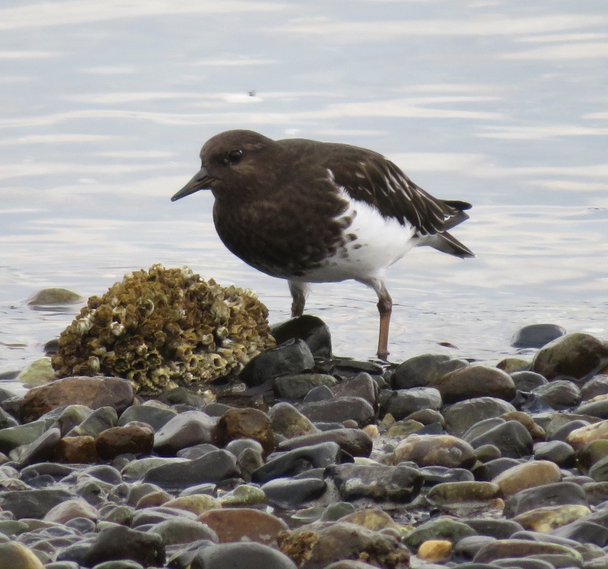 Black Turnstone - ML643261990