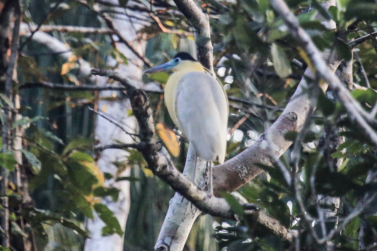 Capped Heron - ML643261995
