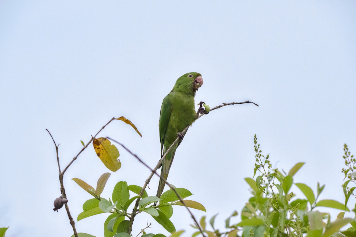 Conure pavouane - ML643262002