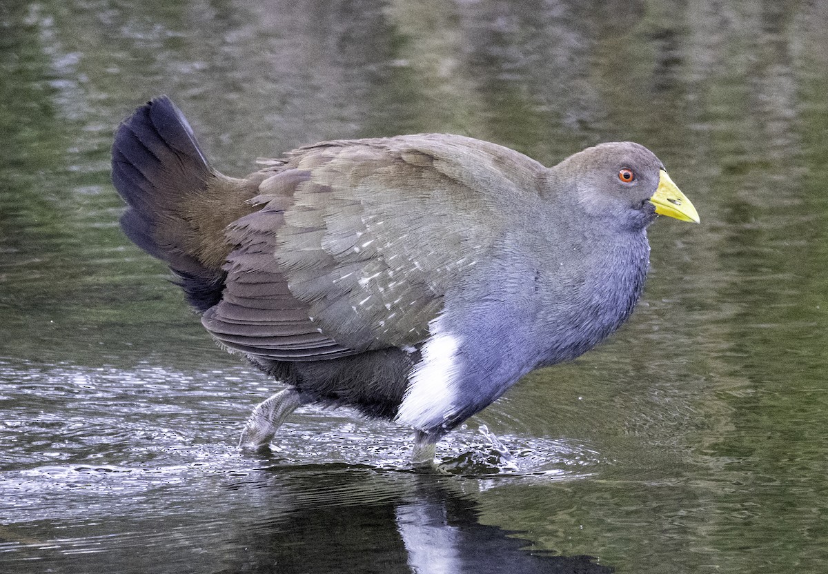Gallineta de Tasmania - ML643262012