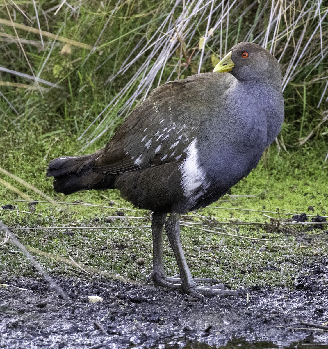 Gallineta de Tasmania - ML643262013