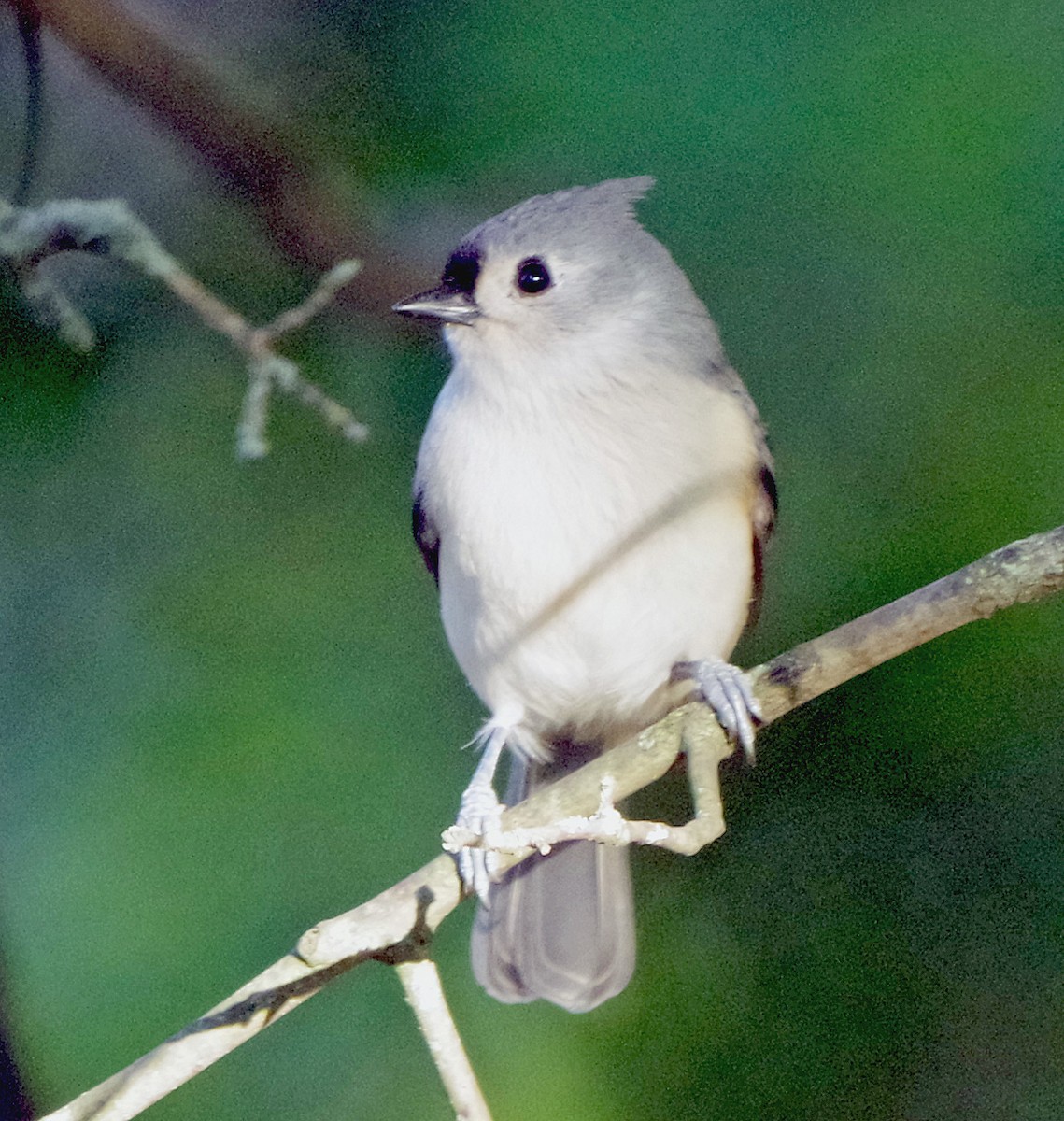 Tufted Titmouse - ML643262022