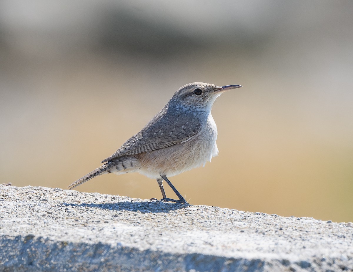 Rock Wren - ML643262025