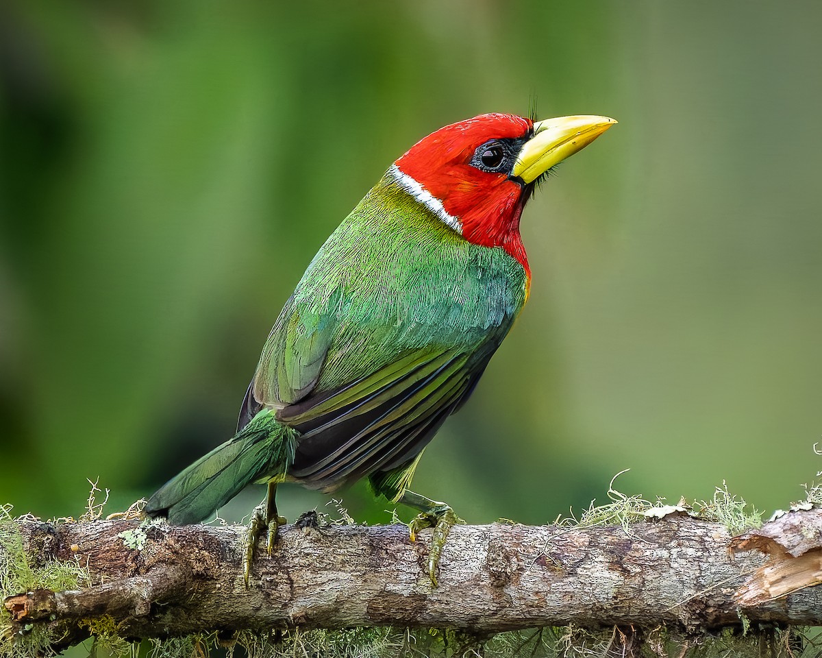 Андская бородатка - ML643262030