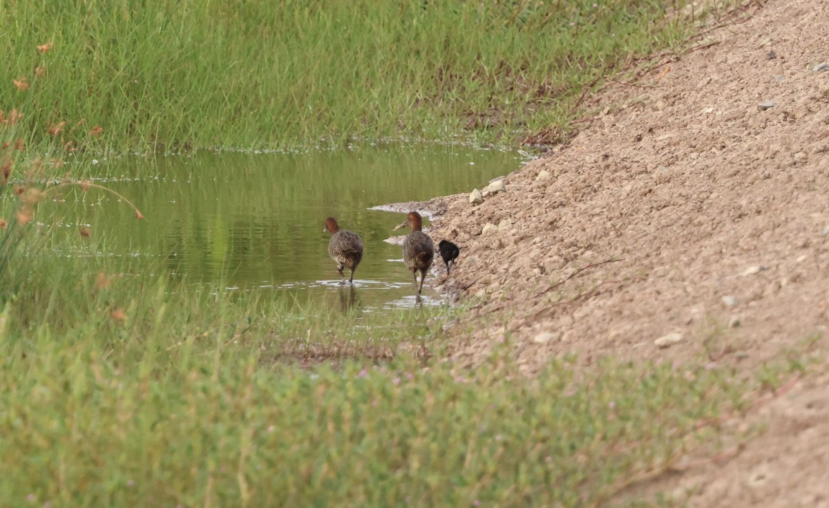 Slaty-breasted Rail - ML643262035
