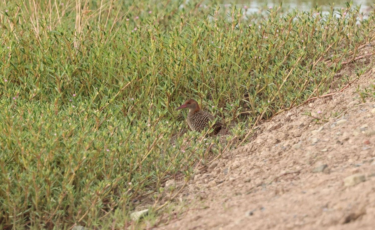 Slaty-breasted Rail - ML643262036