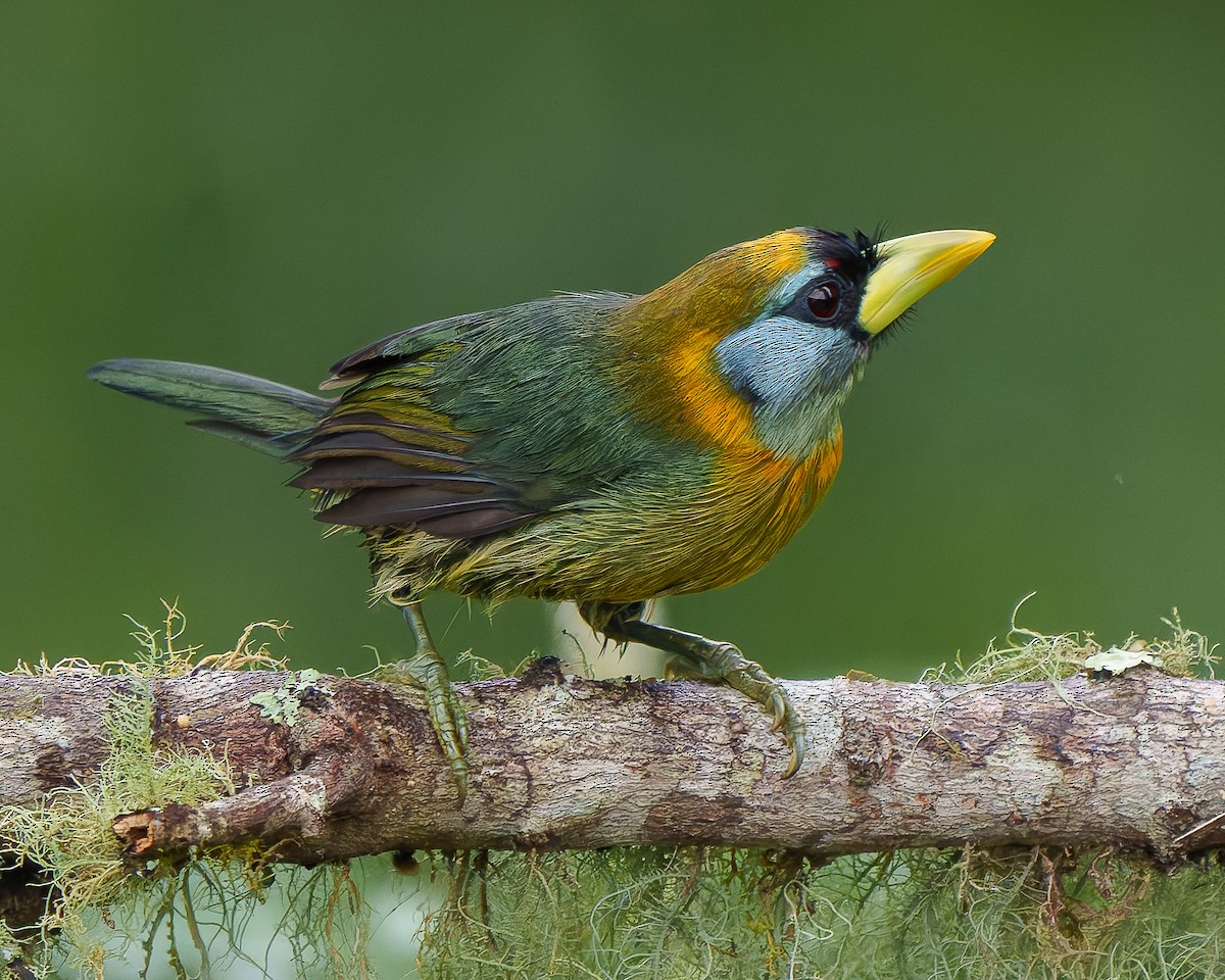 Андская бородатка - ML643262040