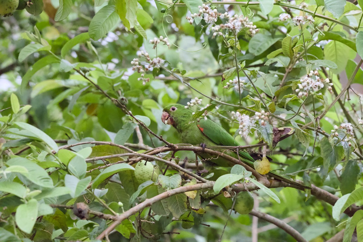 Conure pavouane - ML643262045