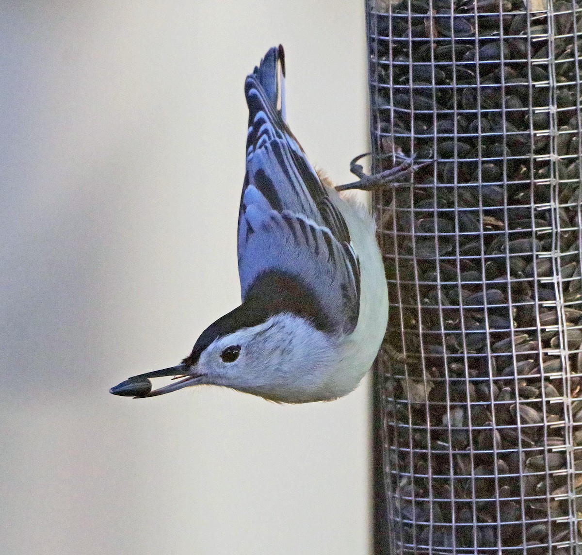 White-breasted Nuthatch (Eastern) - ML643262046