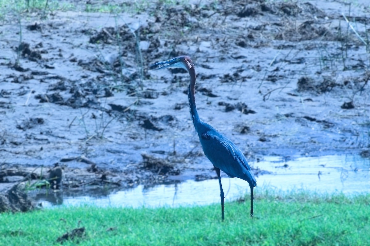 Goliath Heron - ML643262053