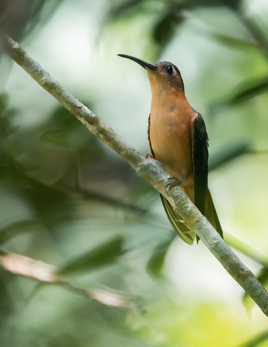 Rufous Sabrewing - ML643262061