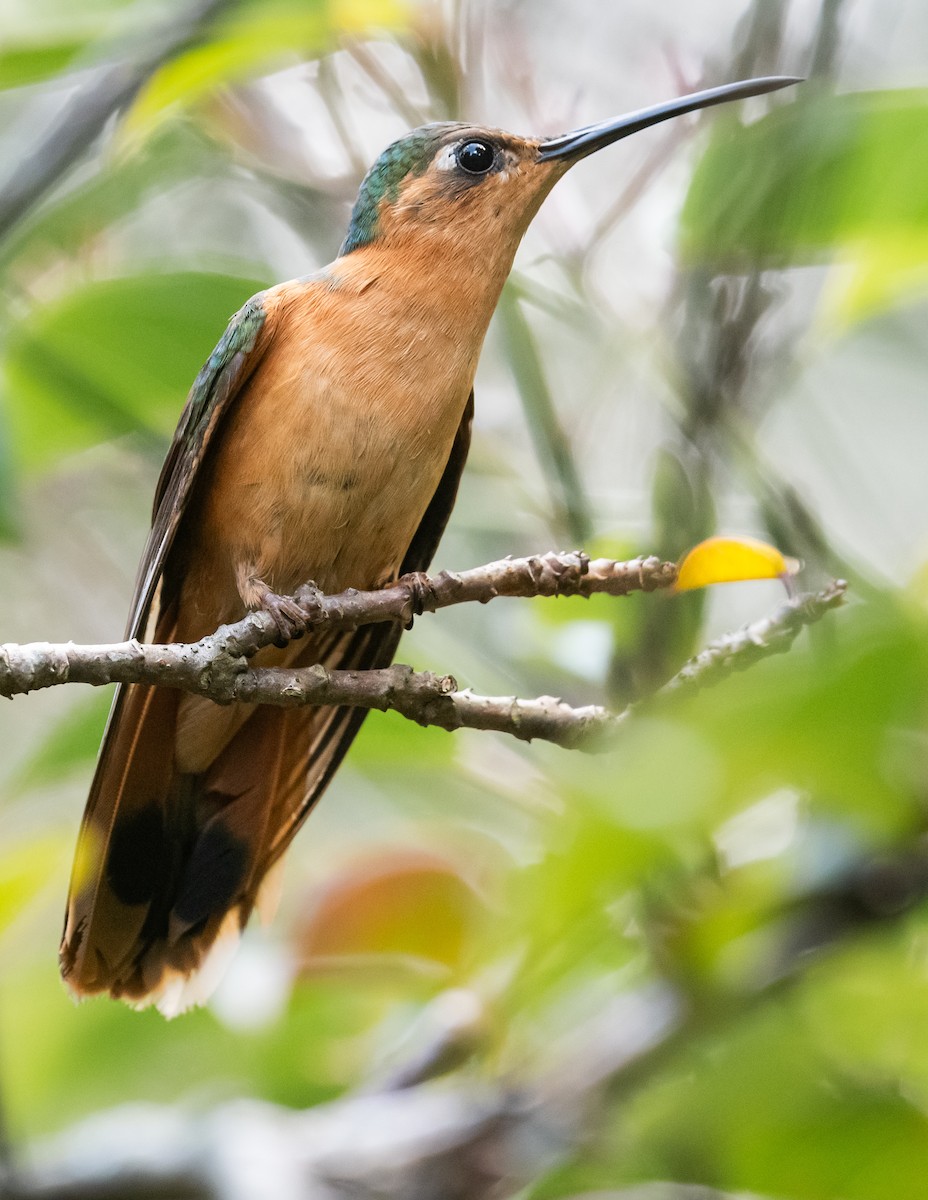 Rufous Sabrewing - ML643262062