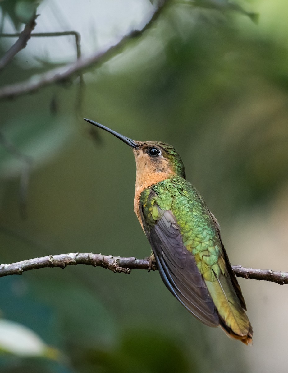 Rufous Sabrewing - ML643262063