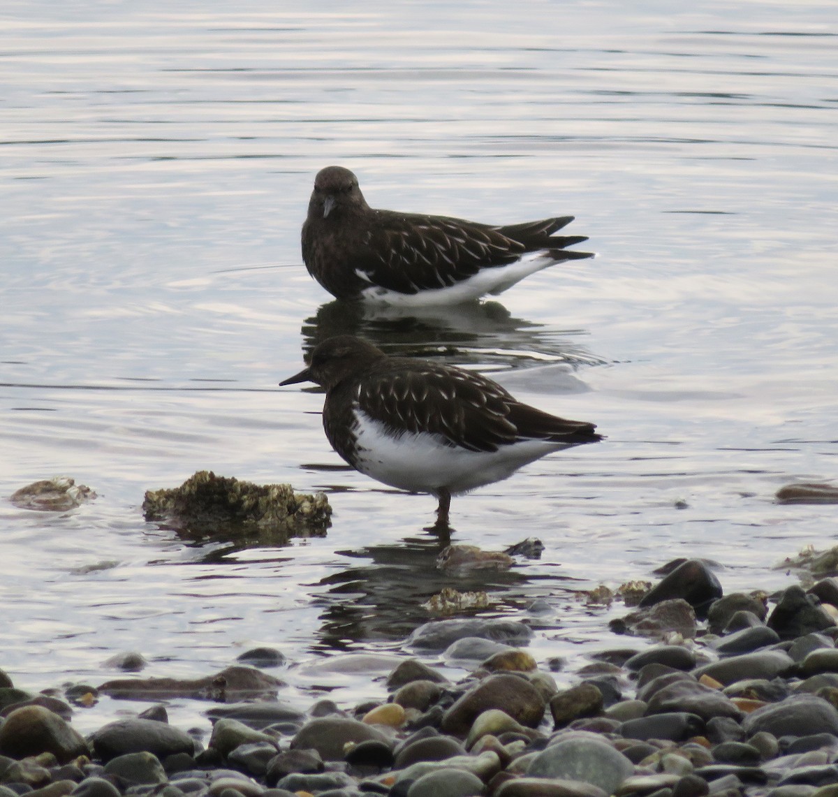 Black Turnstone - ML643262064