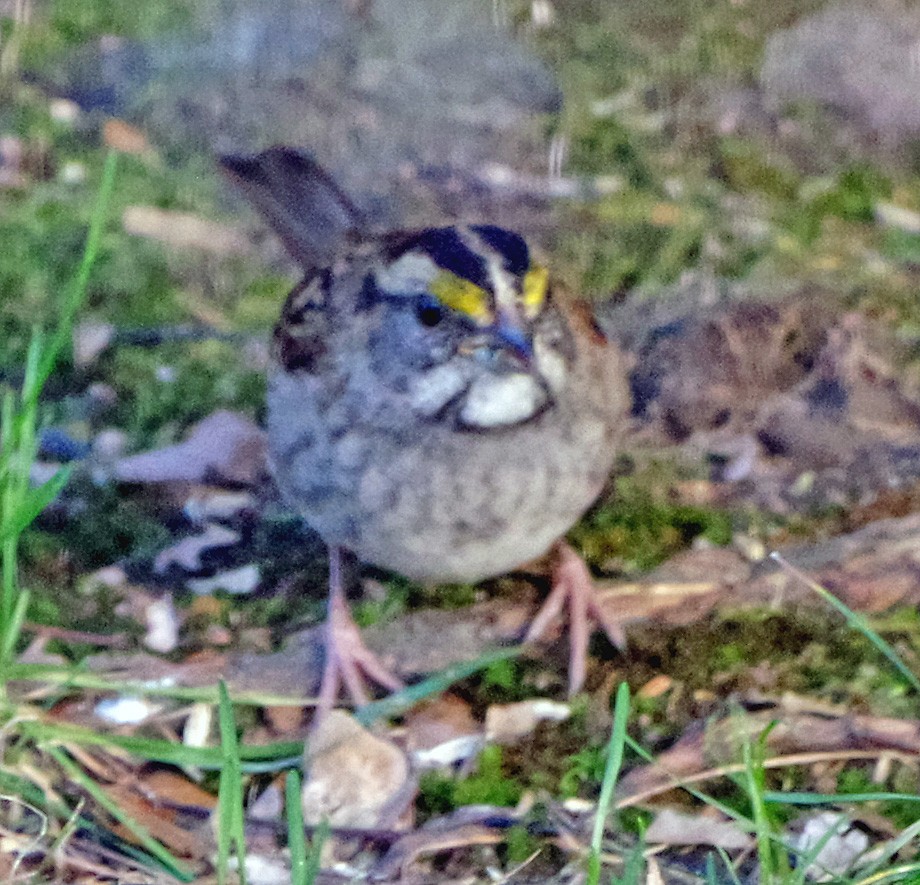 White-throated Sparrow - ML643262071
