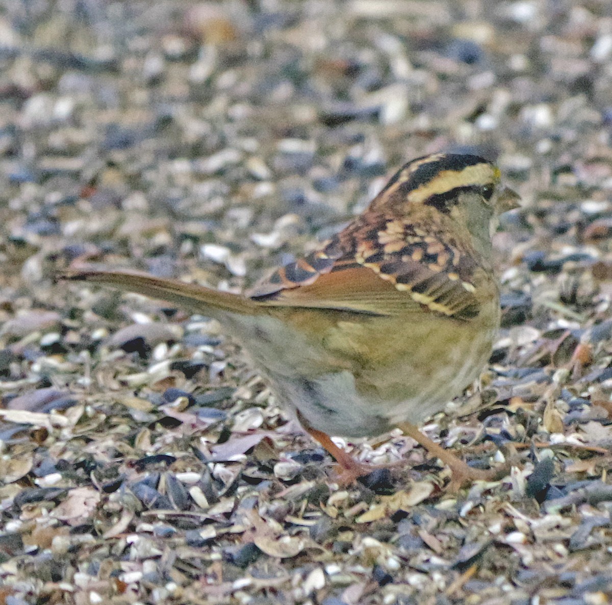 White-throated Sparrow - ML643262073
