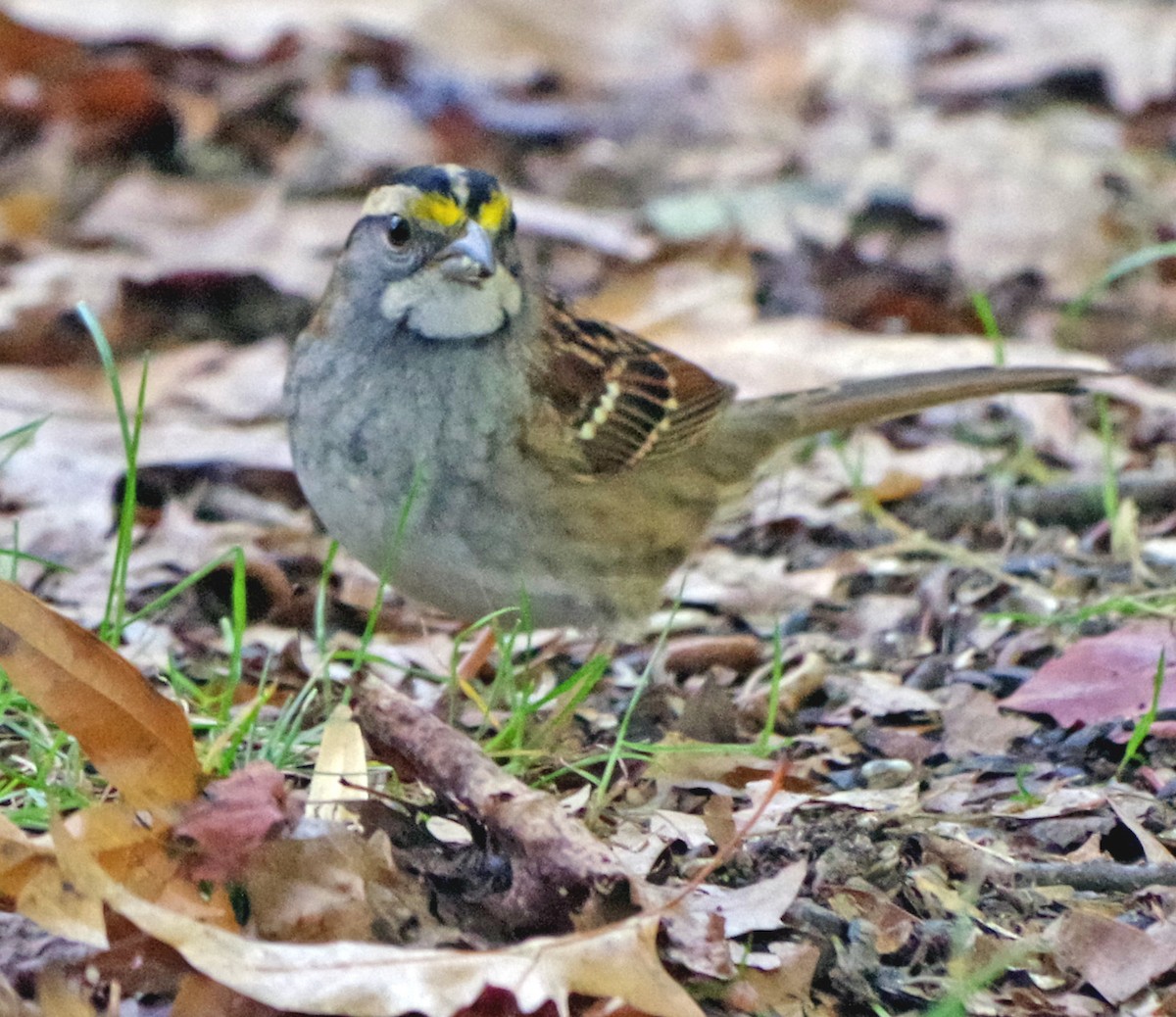 White-throated Sparrow - ML643262074