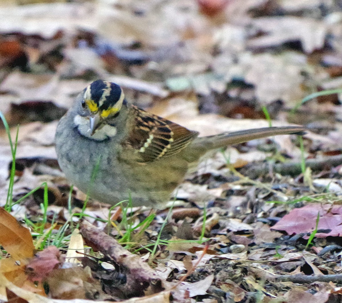 White-throated Sparrow - ML643262075