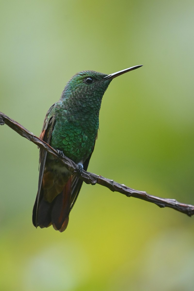 Berylline Hummingbird - ML643262081