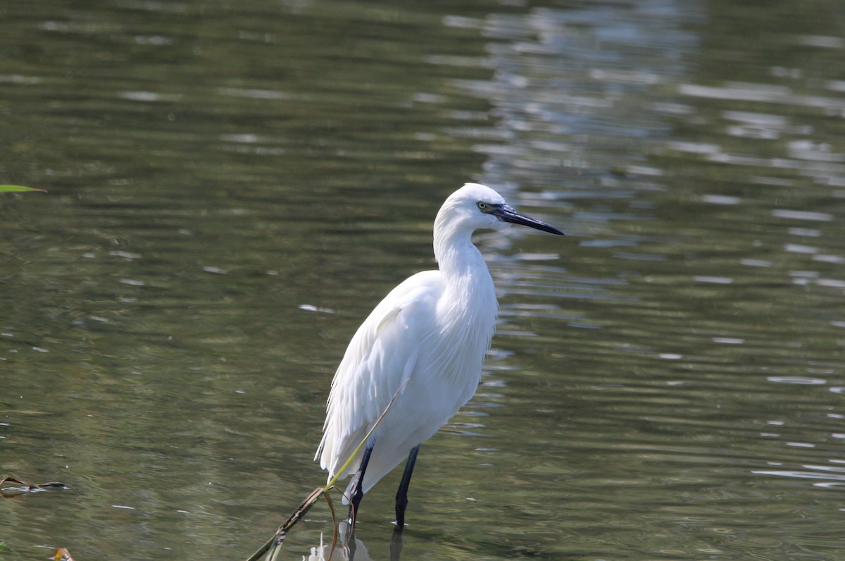 Reddish Egret - ML643262085
