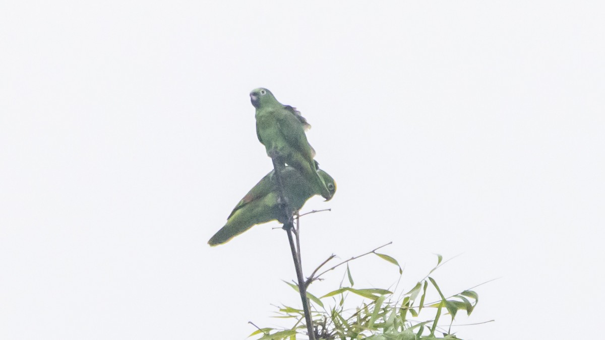 Mealy Amazon - ML643262089
