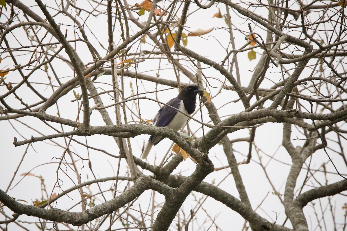 Curl-crested Jay - ML643262100