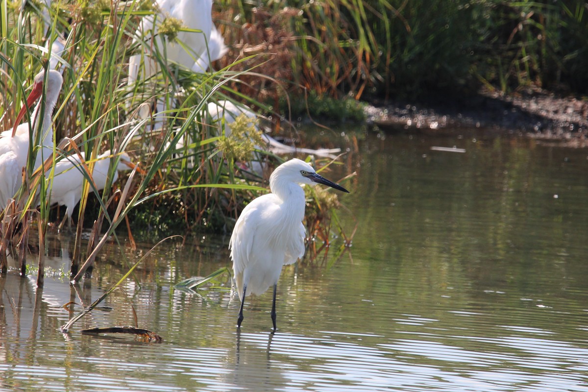 Reddish Egret - ML643262101