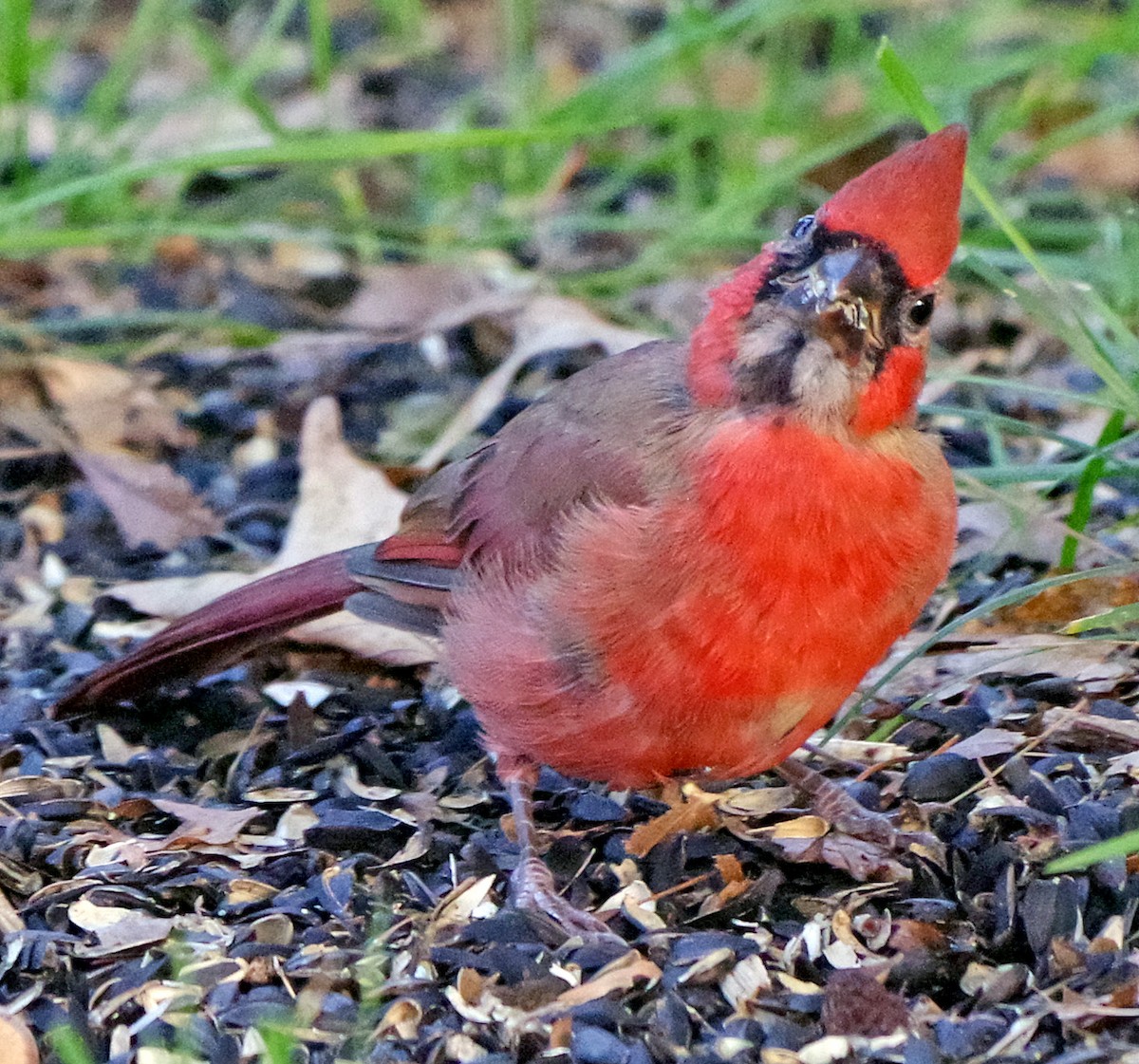 Northern Cardinal - ML643262121