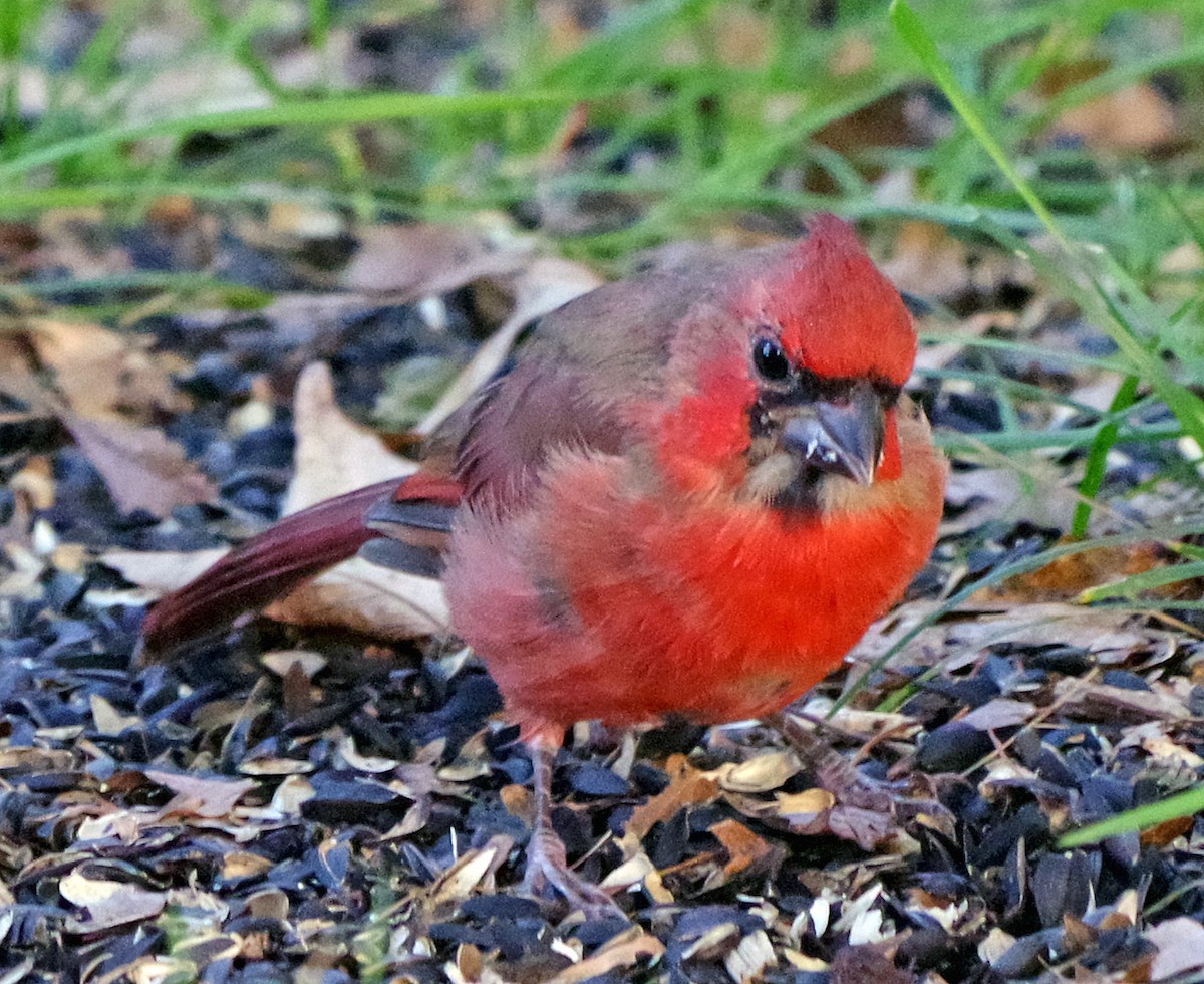 Northern Cardinal - ML643262124