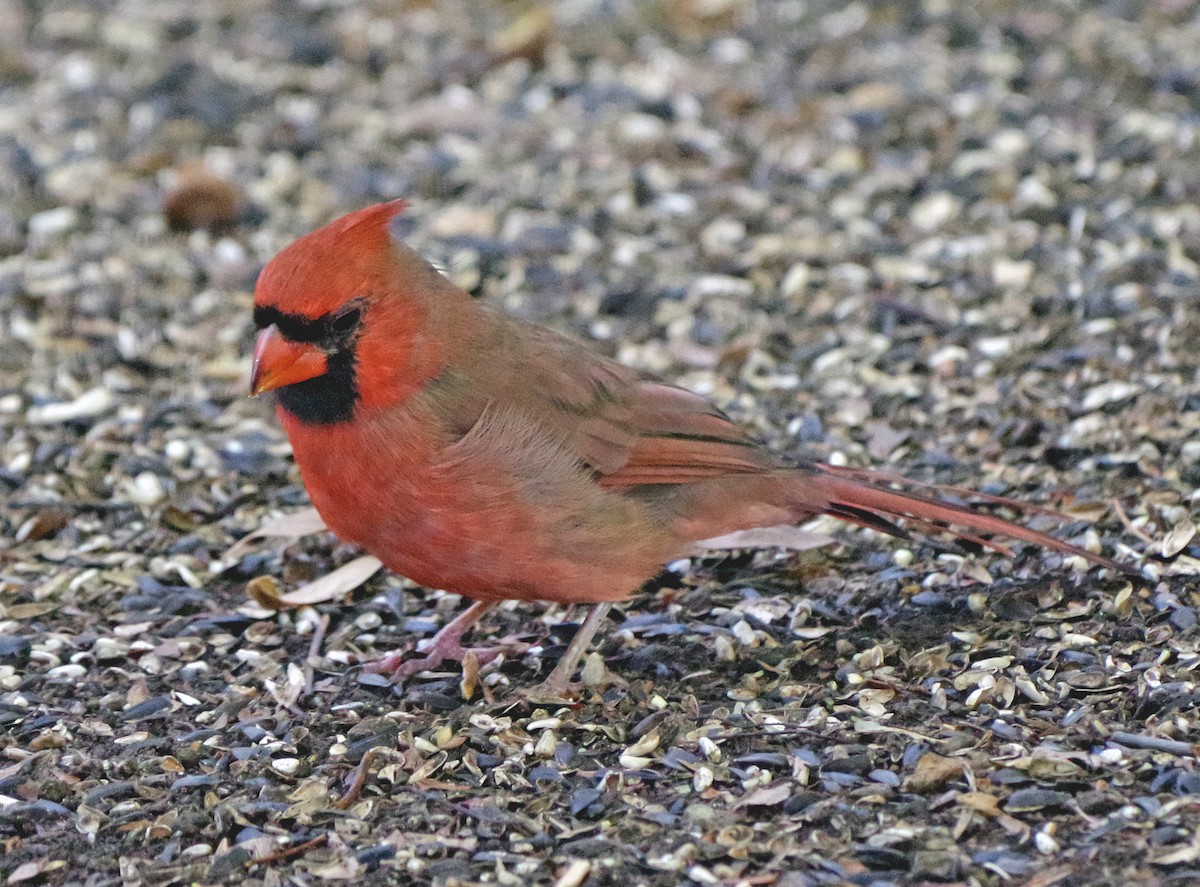 Northern Cardinal - ML643262125