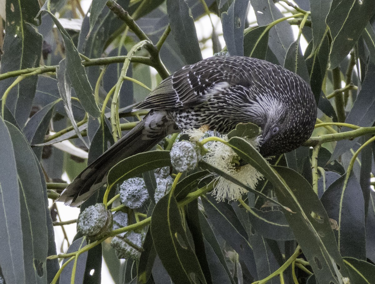 Little Wattlebird - ML643262140