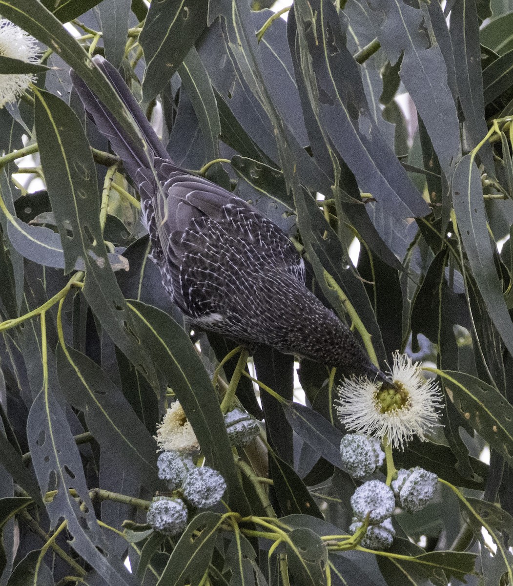 Little Wattlebird - ML643262141