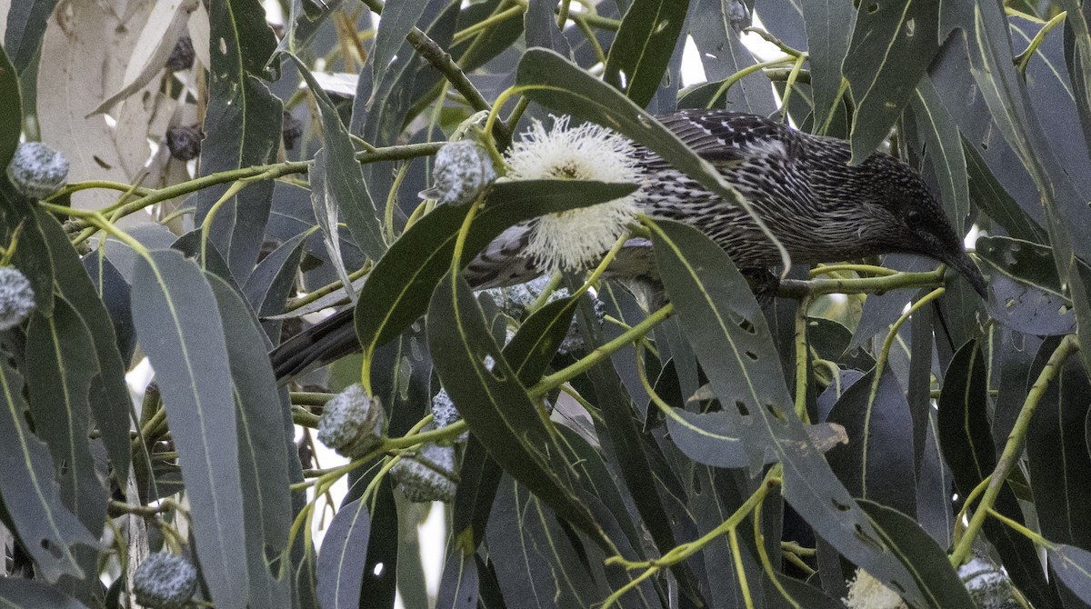 Little Wattlebird - ML643262142