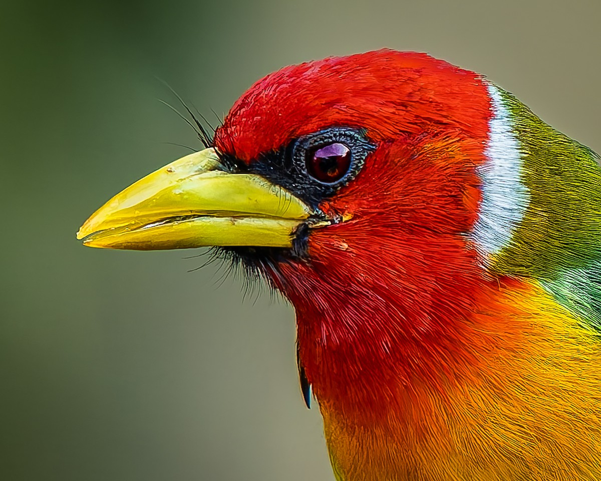 Андская бородатка - ML643262143