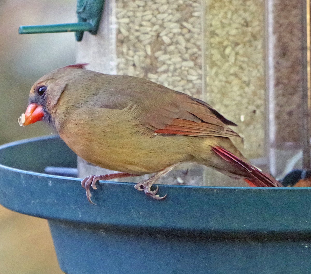 Northern Cardinal - ML643262153