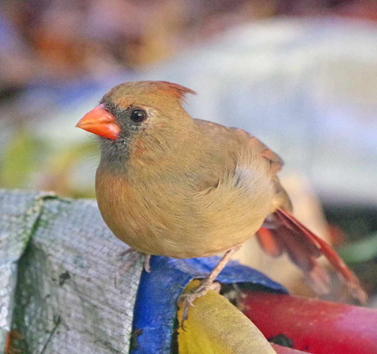Northern Cardinal - ML643262154