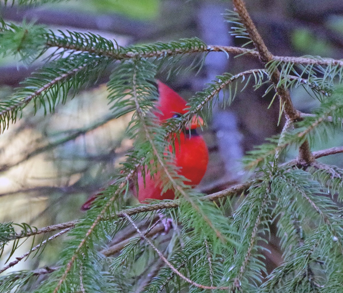 Northern Cardinal - ML643262155
