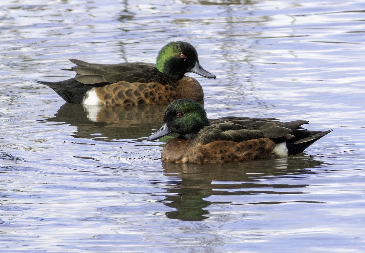 Chestnut Teal - ML643262157