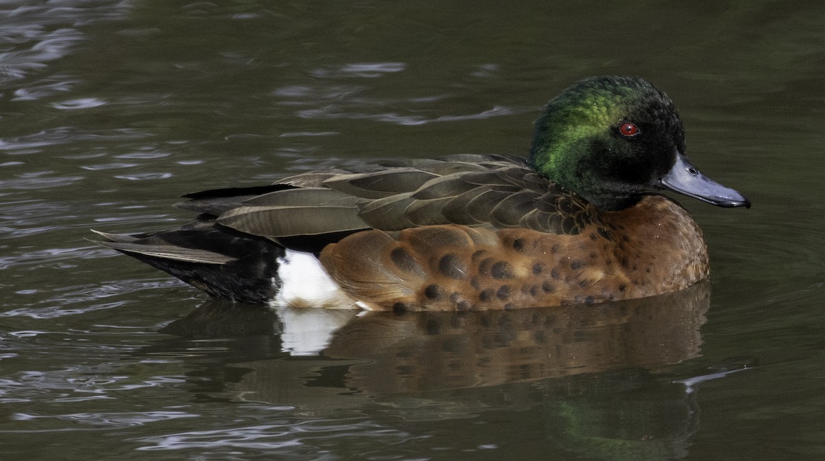 Chestnut Teal - ML643262158
