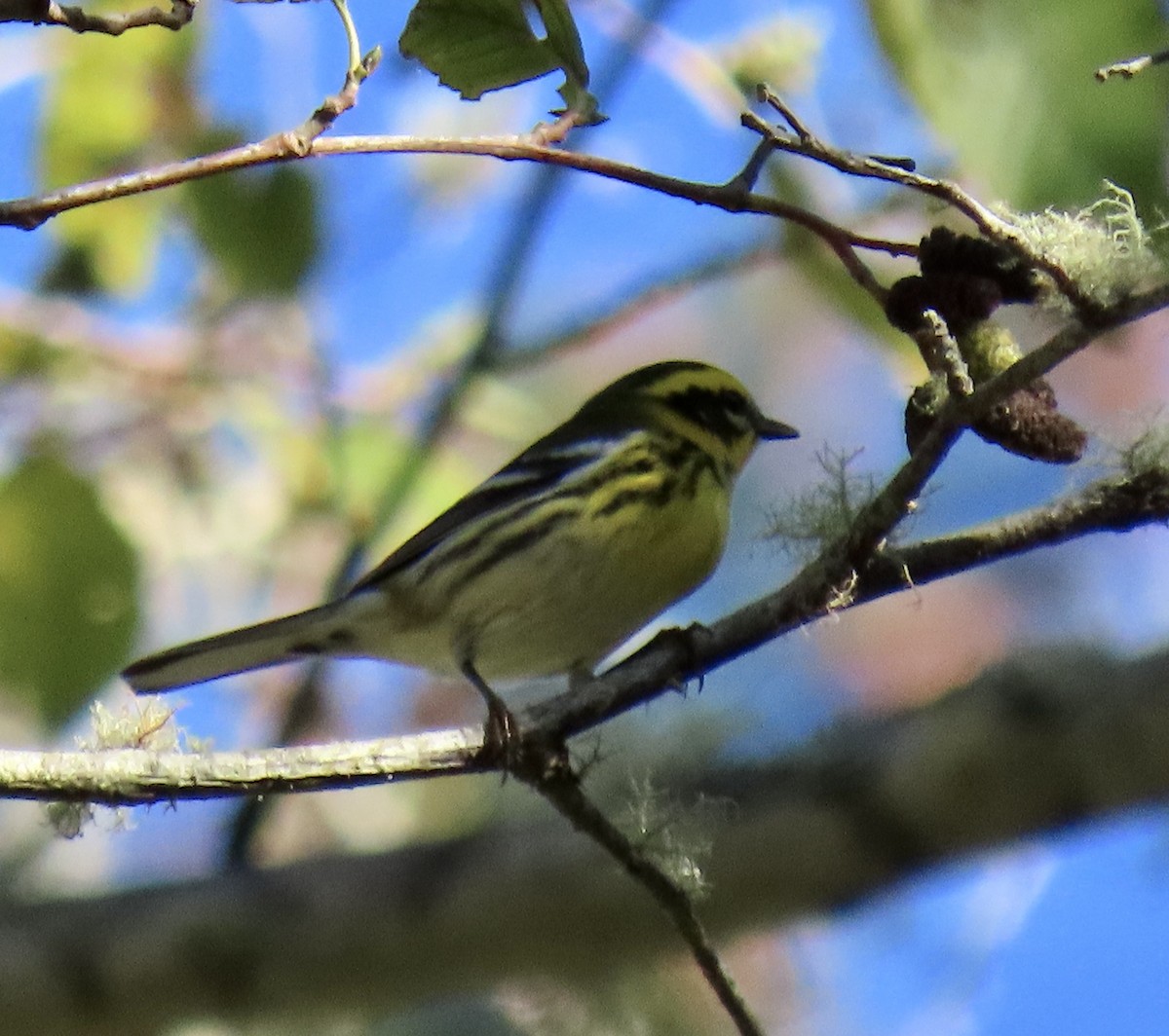 Townsend's Warbler - ML643262162