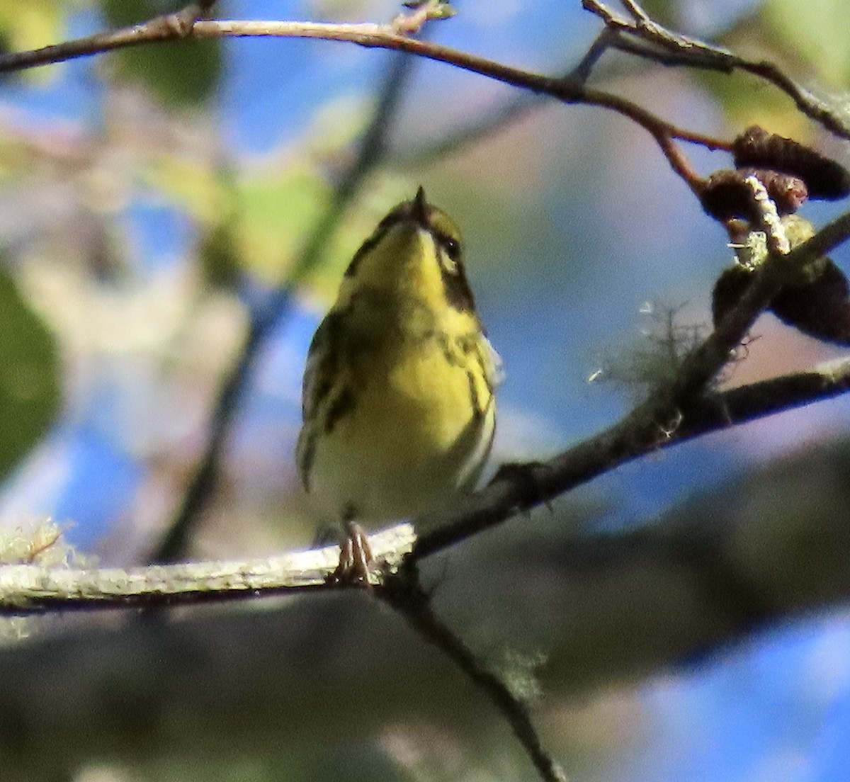 Townsend's Warbler - ML643262163