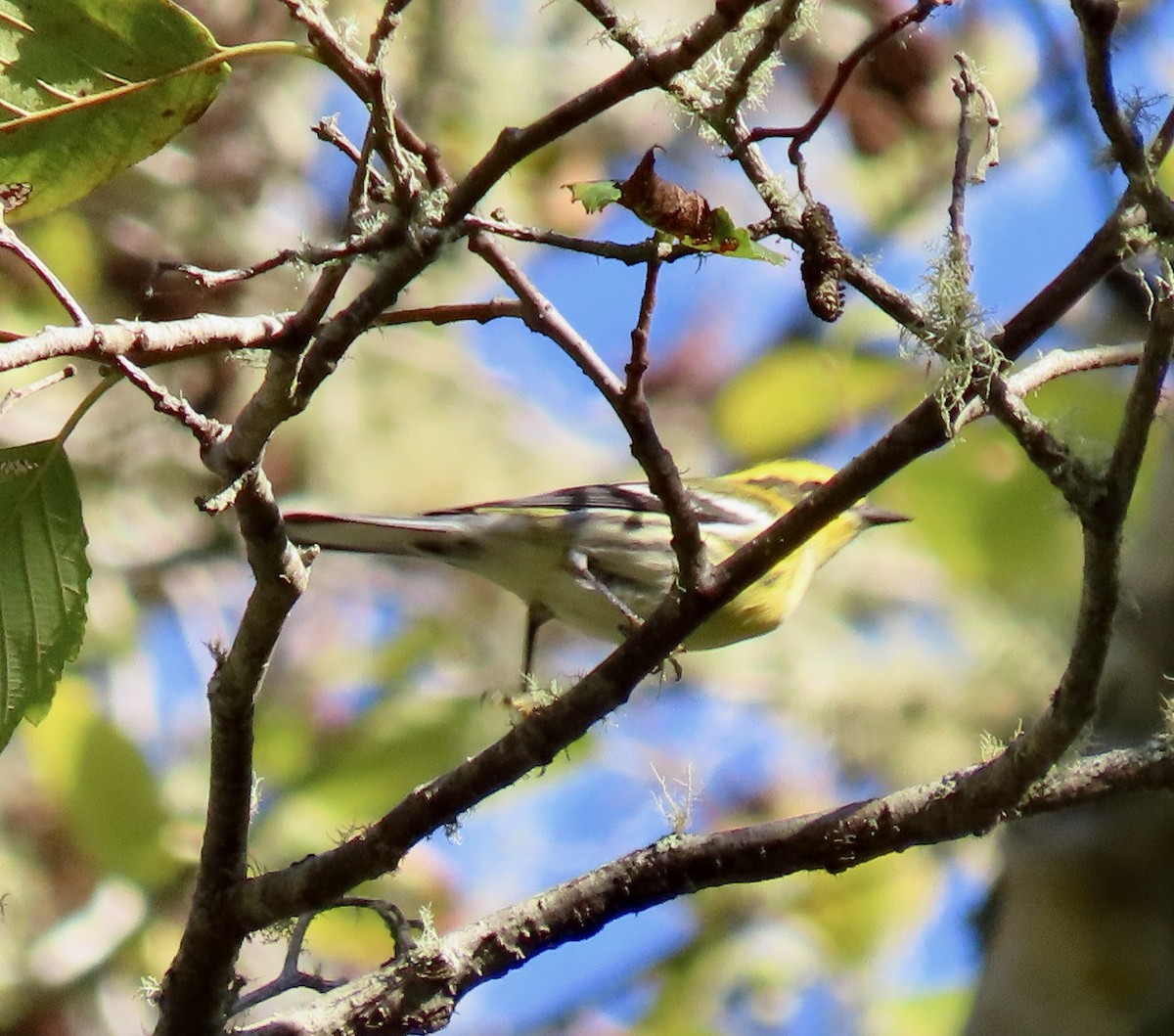 Townsend's Warbler - ML643262164