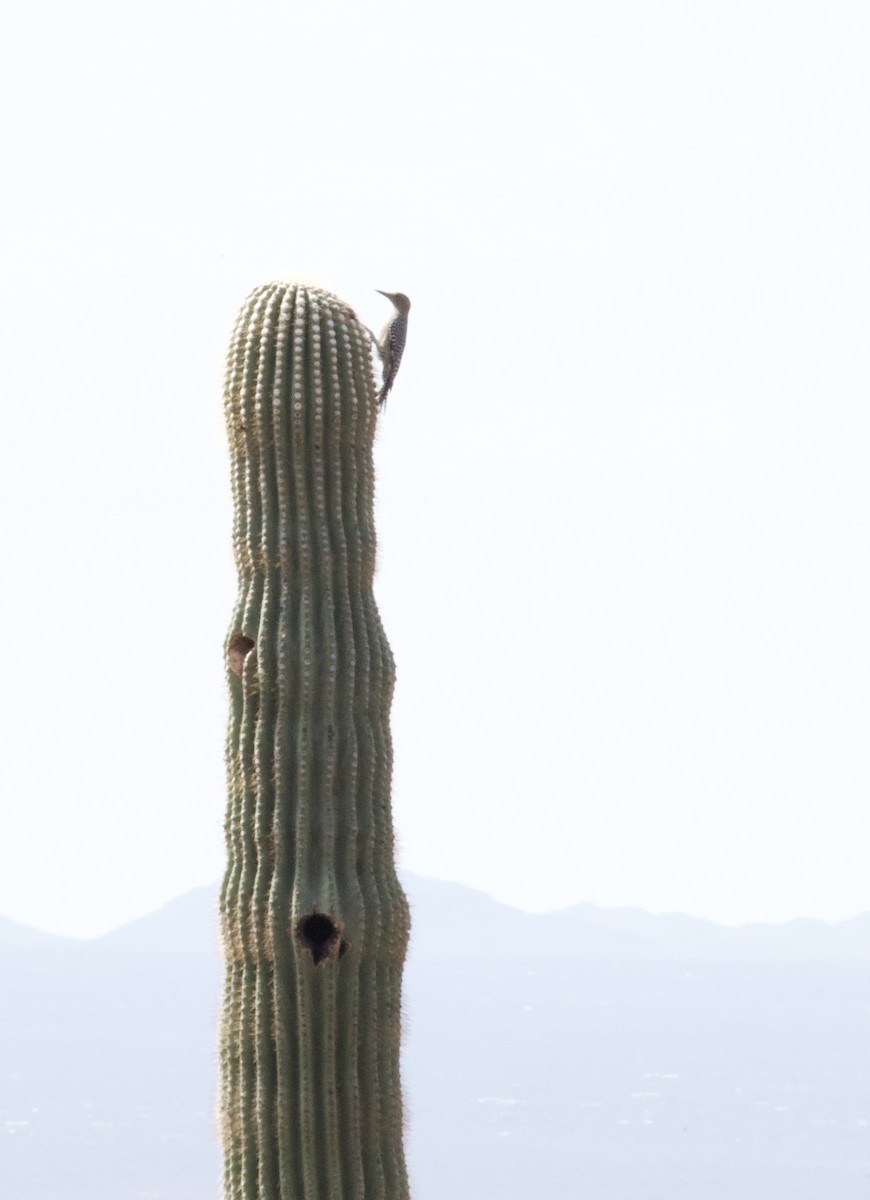 Gila Woodpecker - ML643262165