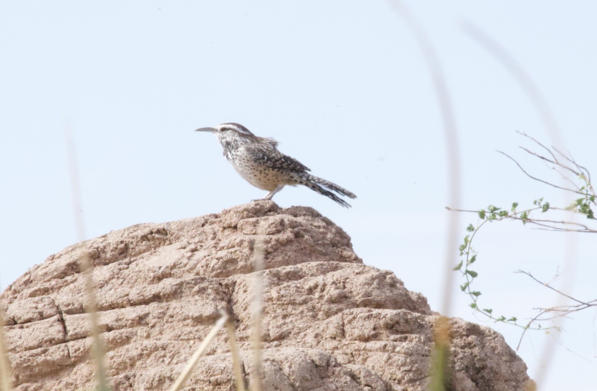 Cactus Wren - ML643262167