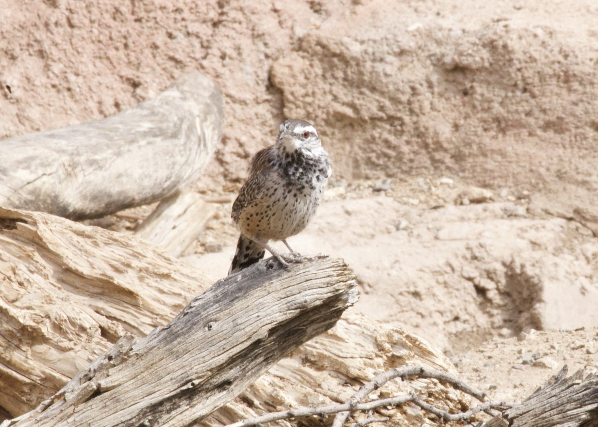 Cactus Wren - ML643262168