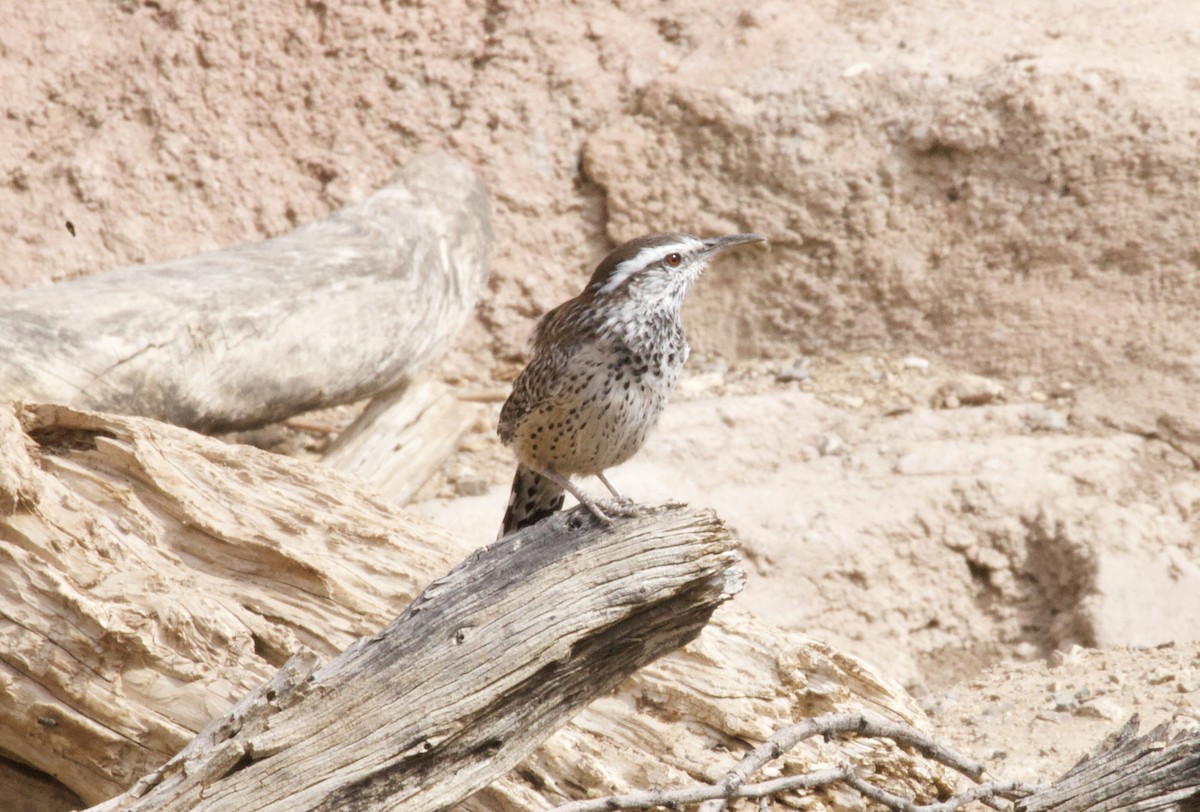 Cactus Wren - ML643262169