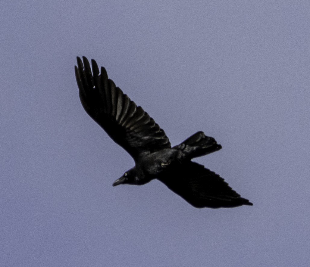 Forest Raven - ML643262187