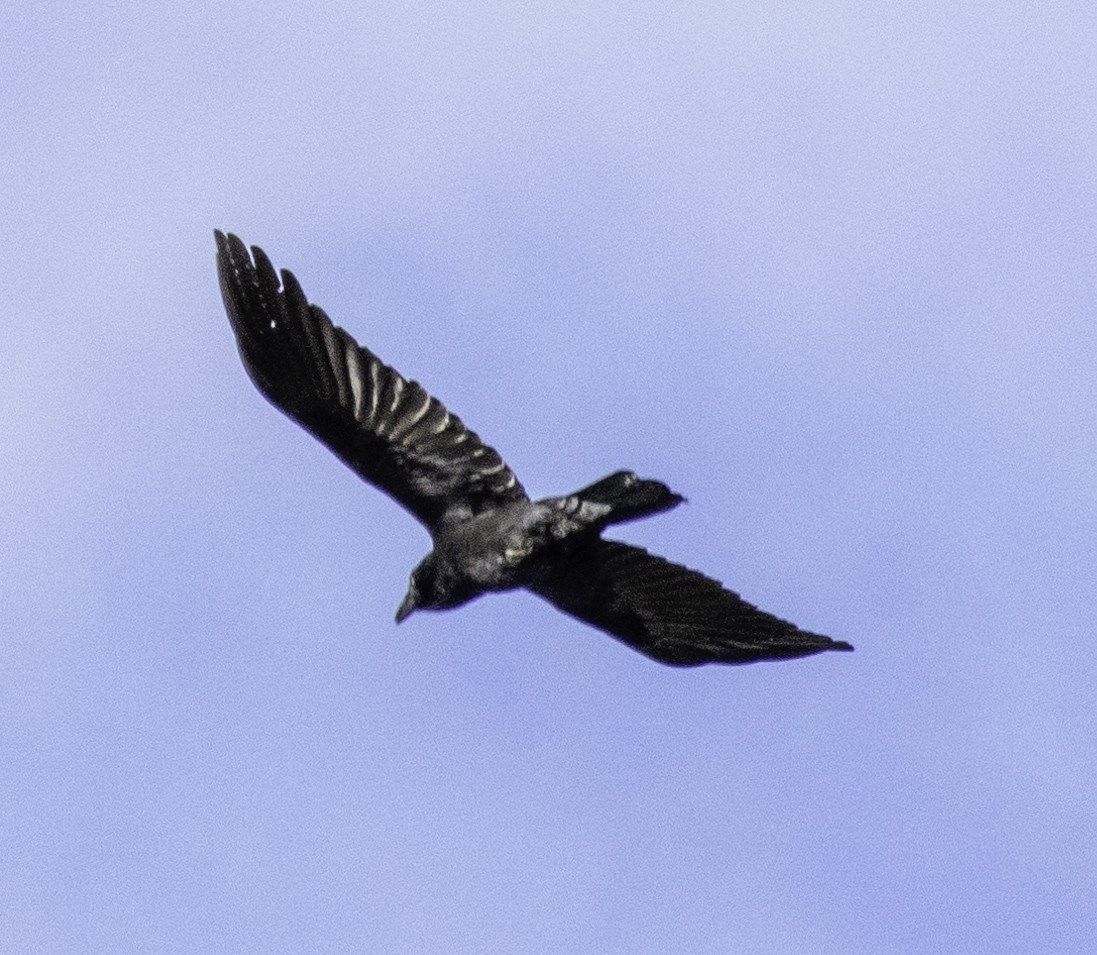 Forest Raven - ML643262188