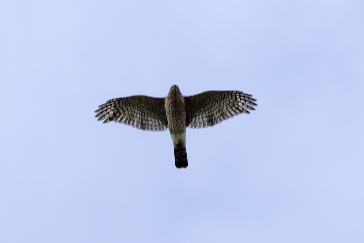 Sharp-shinned Hawk - ML643262191